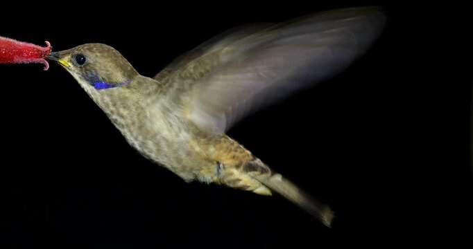 Brown Violetear (Colibri delphinae) Hummingbird, black background. Drinking nectar from a flower in montane rainforest on the Amazonian slopes of the Andes near Cosanga, Ecuador