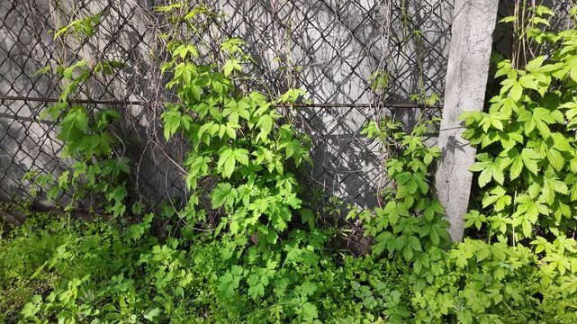 Bright green climbing vine leaves growing on a wire mesh chain-link fence. Fresh spring foliage in bright sunlight. Natural texture and pattern of wild plants outdoors in the garden.