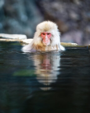 View of a Japanese macaque with wet fur and a red face soaking in a hot spring with its reflection visible in the water in Nagano, Nagano, Japan.