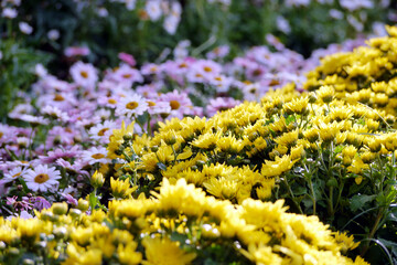 Obraz premium Blooming yellow small chrysanthemums. chrysanthemums flower field background.