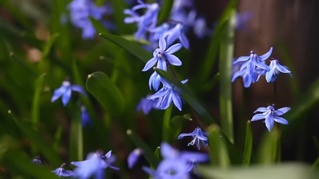 A collection of vibrant blue flowers is seen thriving in a lush garden, showcasing nature's beauty during the spring season.