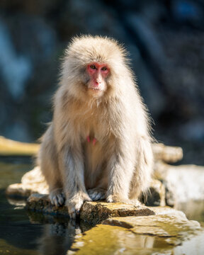 View of a Japanese Macaque sitting on a stone ledge by a hot spring pool with thick fur and a red face in Nagano, Nagano, Japan.