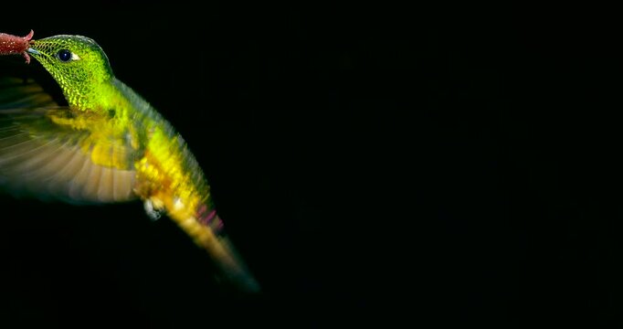 Chestnut-breasted Coronet (Boissonneaura matthewsii) Hummingbird. Black background. Drinking nectar from a flower in montane rainforest on the Amazonian slopes of the Andes near Cosanga, Ecuador