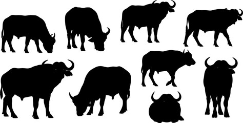 Set of African buffalo silhouettes in various natural poses for wildlife safari and nature vector illustration © Vecto_Pixels