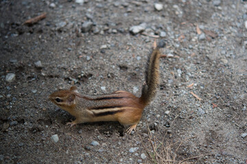 Fototapeta premium Eastern Chipmunk viewed from above on gravely ground in the Adirondacks