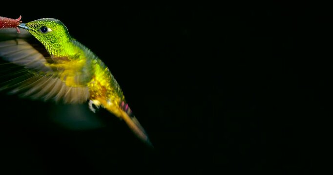 Chestnut-breasted Coronet (Boissonneaura matthewsii) Hummingbird. Black background. Drinking nectar from a flower in montane rainforest on the Amazonian slopes of the Andes near Cosanga, Ecuador