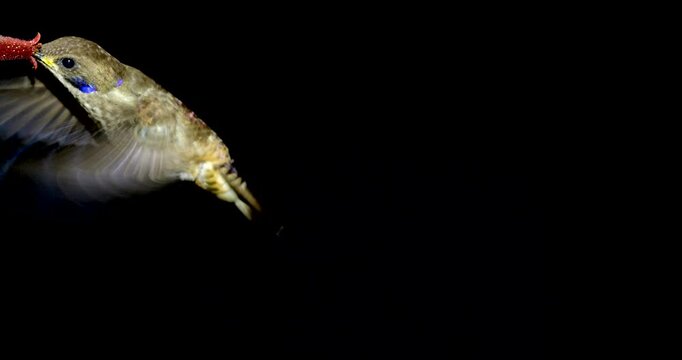 Brown Violetear (Colibri delphinae) Hummingbird, black background. Drinking nectar from a flower in montane rainforest on the Amazonian slopes of the Andes near Cosanga, Ecuador