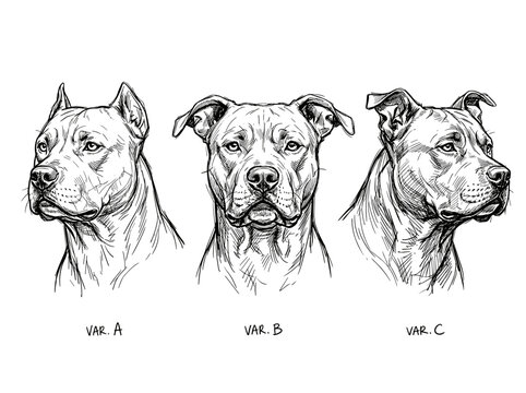 Pitbull Dog Portrait Ink Sketch Set: Three Minimalist Hand-Drawn Line Art Illustrations on White