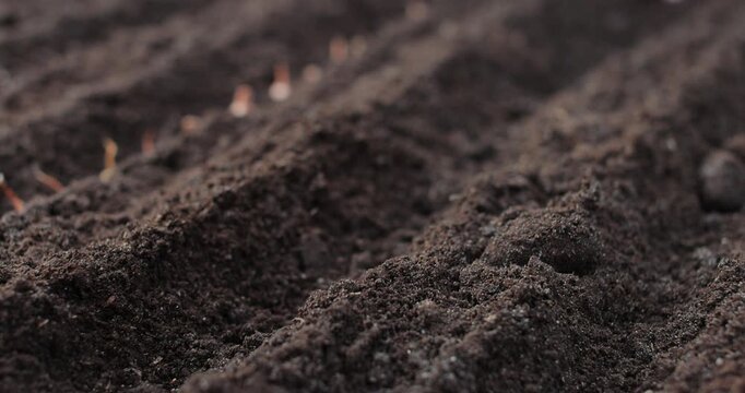 Close up puts the seeds in the ground in the backyard of the house. The woman plants flowers in the garden.