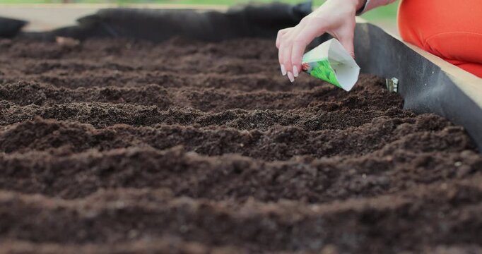 Woman planting seeds in the garden. Planting seeds and fertilizing the land. Farmer grows organic natural food.
