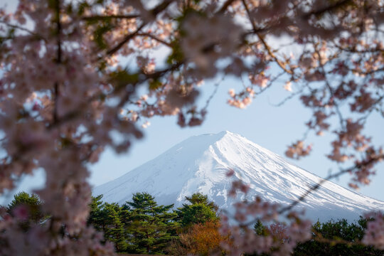 View of Mount Fuji with its snow-capped peak framed by blooming cherry blossoms and green pine trees under a clear sky Fujinomiya, Shizuoka, Japan.