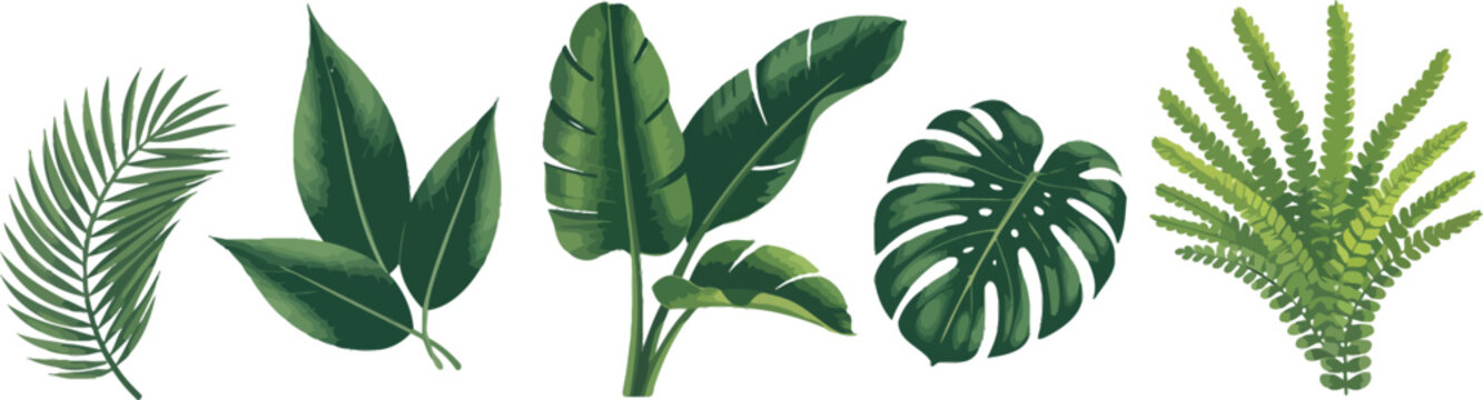 Collection of tropical green leaves including monstered banana palm and fern botanical elements isolated on white background vector illustration