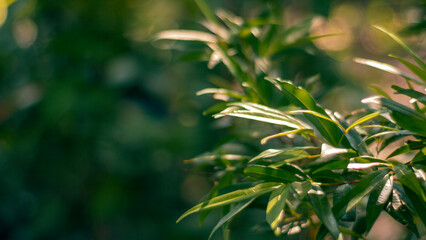 Obraz premium Sunlight Hitting Green Leaves with Soft Bokeh Background