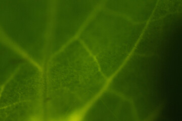 blatt baum makro nah pflanze