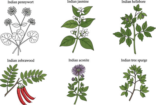 Set of Indian medicinal plants including pennywort, jasmine, belladonna and aconite illustrated in detailed botanical style for herbal and natural medicine design