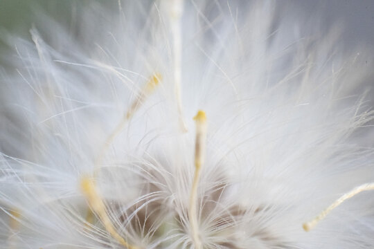 l&ouml;wenzahn makro nah detail