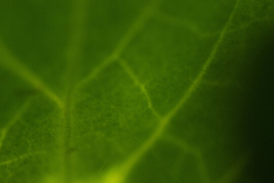 blatt baum makro nah pflanze