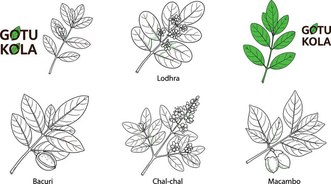 Set of medicinal and edible plants including bay leaf, zucchini and breadnut illustrated in detailed botanical style for herbal and agricultural design