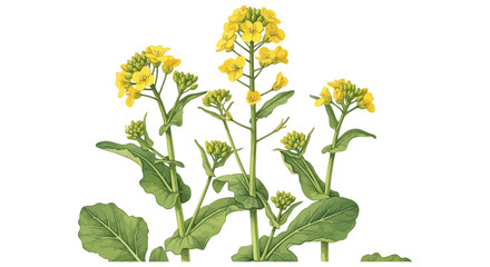 Obraz premium Vibrant yellow rapeseed flowers blooming on green stalks with detailed leaves