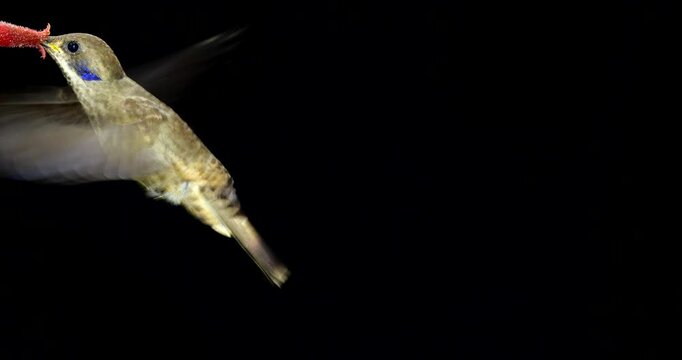 Brown Violetear (Colibri delphinae) Hummingbird, black background. Drinking nectar from a flower in montane rainforest on the Amazonian slopes of the Andes near Cosanga, Ecuador