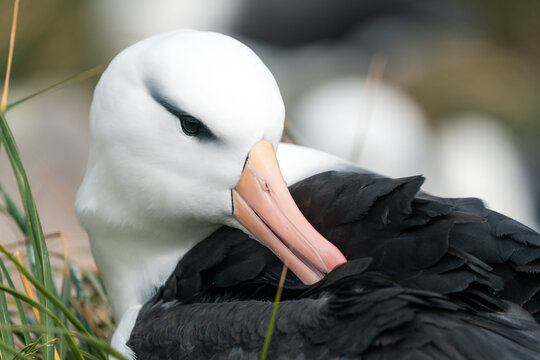View of a black-browed albatross preening its dark feathers among green grass on West Point Island Falkland Islands.