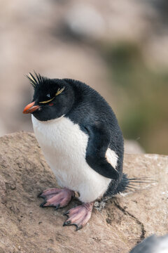 View of a Southern Rockhopper penguin with its distinctive yellow crest and red eyes standing on a rock at West Point Island, Falkland Islands Islas Malvinas.