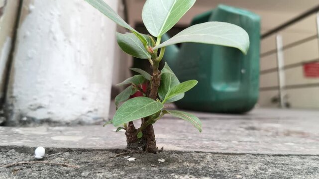 A resilient banyan sapling emerges from a narrow crack in a concrete floor. Its thick, woody stem supports vibrant green. It emphasizes the plant's struggle and strength, as it thrives even in an unus