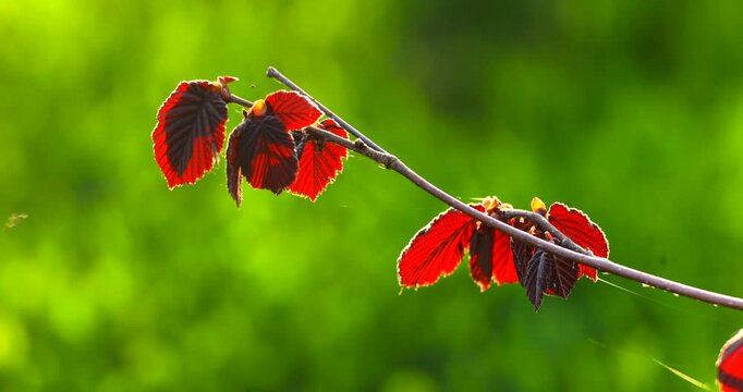 Backlit red leaves of common hazel (Corylus avellana) glow in warm sunlight, revealing delicate veins and fresh spring growth against a soft, blurred green background.