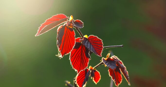 Backlit red leaves of common hazel (Corylus avellana) glow in warm sunlight, revealing delicate veins and fresh spring growth against a soft, blurred green background.