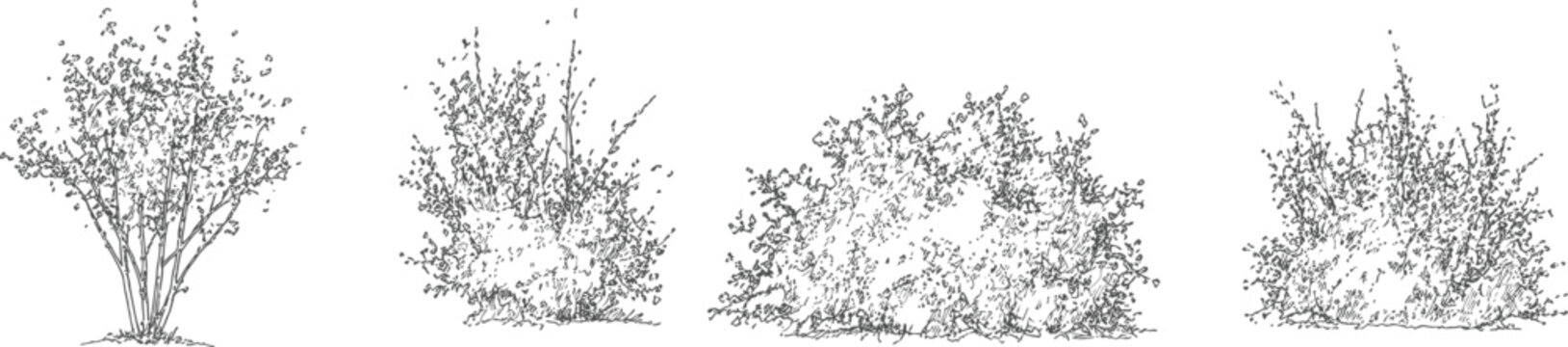 Architectural shrubs bushes vector set elevation views for landscape design drawings