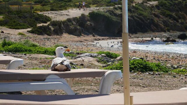 A seagull resting on a hammock on the beach. Slow motion x0,5. Tabarca island, Spain.