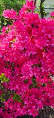 Obraz premium pink flowers background