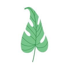 Monstera leaf vector flat botanical element isolated foliage summer design © Aich Talg