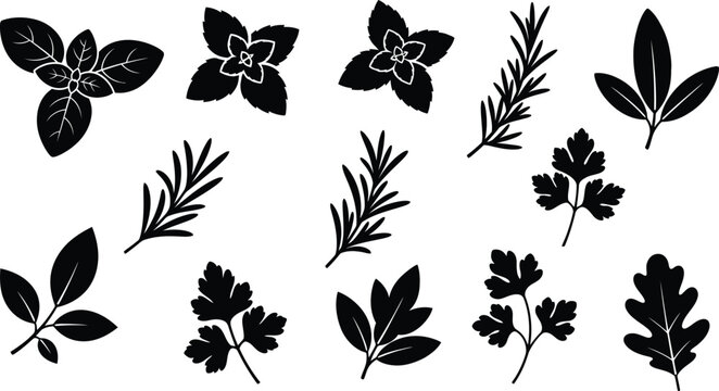 Collection of black silhouette of various herbs and leaves on a white background, leaf basil rosemary