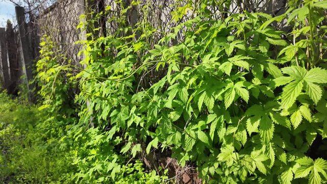 Bright green climbing vine leaves growing on a wire mesh chain-link fence. Fresh spring foliage in bright sunlight. Natural texture and pattern of wild plants outdoors in the garden.