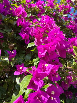 Flores de buganv&iacute;lia rosa vibrante em dia ensolarado, com folhas verdes ao fundo e foco seletivo, conceito de natureza tropical e primavera