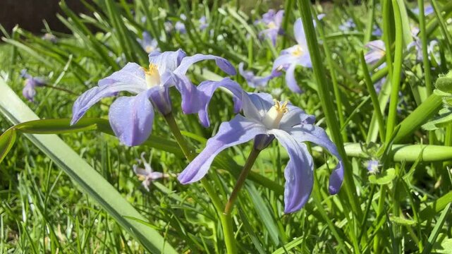 Blue violet flowers chionodoxa scilla in the grass.