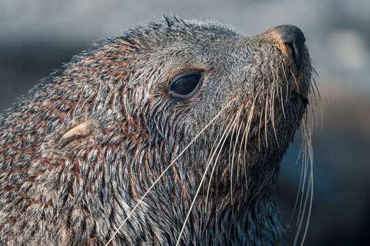 View of the head of an Antarctic fur seal with wet fur and long whiskers looking upwards in Stromness, South Georgia and the South Sandwich Islands.