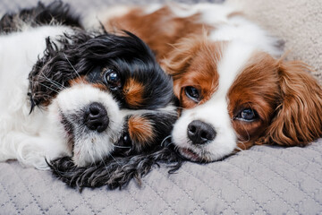 Portrait of cute couple of  cavalier king Charles spaniel dogs relaxing on home sofa posing for a picture. Best friends, companionship, pets love concept © luciano