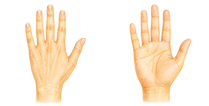 A charming watercolor collection of human hands featuring front and back hand gestures with soft skin tones and delicate anatomical line details illustrated in a natural realistic style.