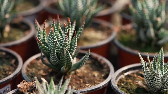 Rows of small potted haworthia succulents, also known as zebra cactus, growing inside a commercial nursery, with the camera focus pulling through the plants ready for sale