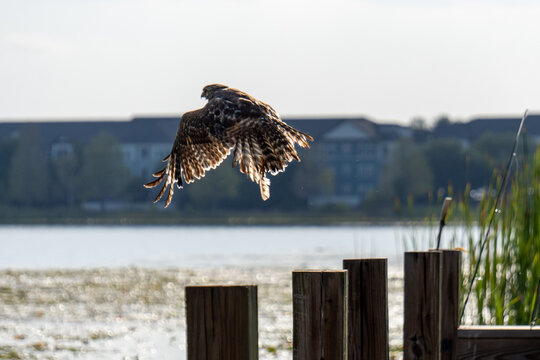 lakeside wildlife - hawk takes flight