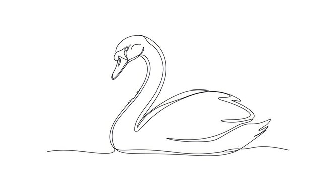 Minimalist line art of a elegant swan floating on water