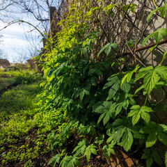 Bright green climbing vine leaves growing on a wire mesh chain-link fence. Fresh spring foliage in bright sunlight. Natural texture and pattern of wild plants outdoors in the garden. © Taras