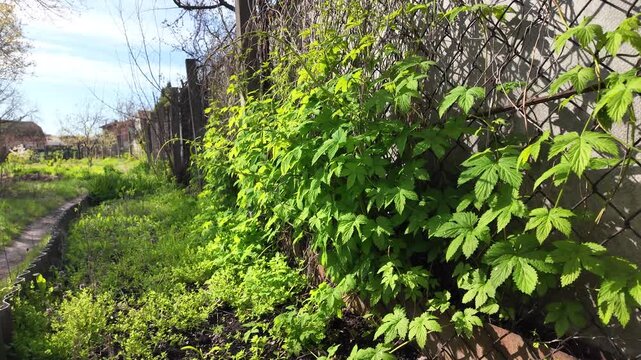 Bright green climbing vine leaves growing on a wire mesh chain-link fence. Fresh spring foliage in bright sunlight. Natural texture and pattern of wild plants outdoors in the garden.