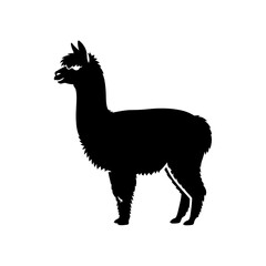 Obraz premium Silhouette of a majestic alpaca standing proudly against a white backdrop.
