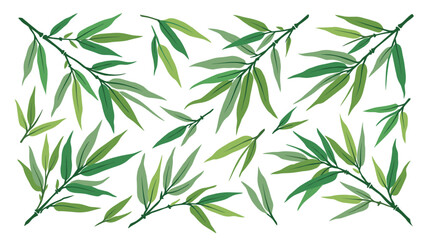 Fototapeta premium Green bamboo leaves pattern on white background