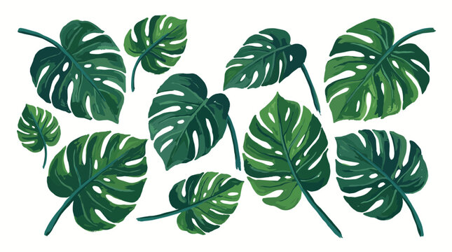 Collection of lush green monstera deliciosa leaves with intricate vein patterns set against a clean white background, representing tropical nature and botanical beauty