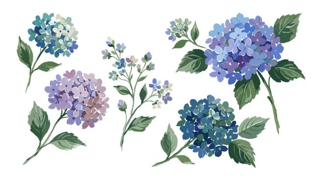 Watercolor illustrations of blooming hydrangeas in shades of blue and purple, delicate floral elements for spring and summer designs
