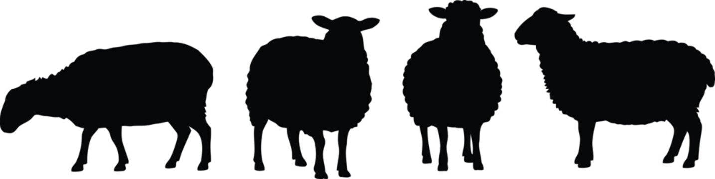 Collection of black sheep silhouettes posing in a line for farm and animal themed design projects